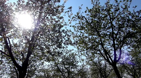 Cherry orchard blooming Stock Footage 49743349