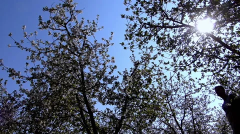Cherry orchard blooming Stock Footage 49743424