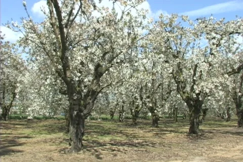 Cherry orchard in blossom 库存影片 306538