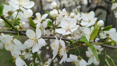 Cherry orchard. Branch of cherry blossoms swinging in the wind Video stock 194563536