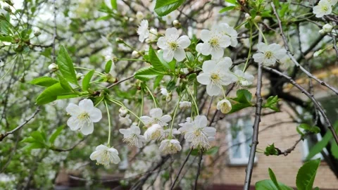 Cherry orchard. Branch of cherry blossoms swinging in the wind Stockbeeldmateriaal 195937460
