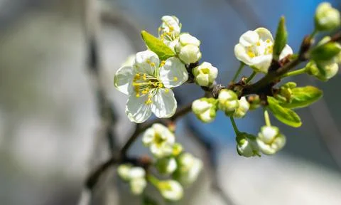 The Cherry Orchard. A cherry tree blooming with white flowers in springtime. Stock Photos