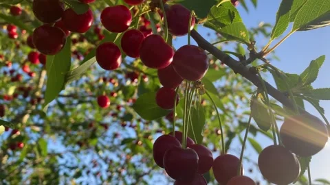 Cherry orchard during summertime adorned 動画素材 278270622