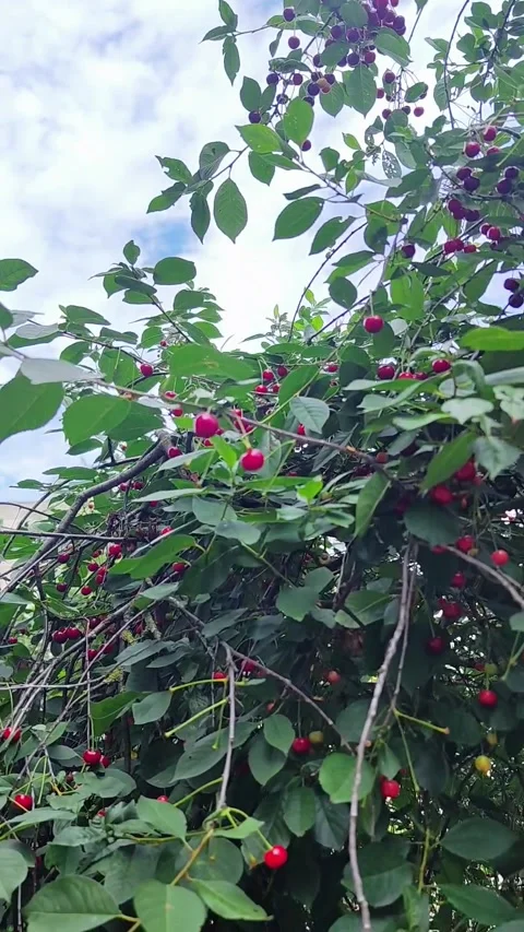 Cherry orchard during summertime. Dense foliage with clusters of ripe cherries Stock Footage 314027847