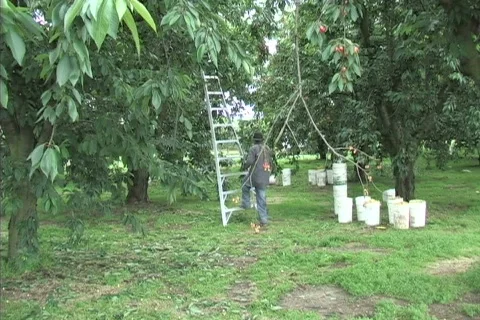 Cherry orchard 库存影片 306468