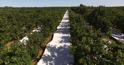 Cherry Orchard Stock Footage 95011103