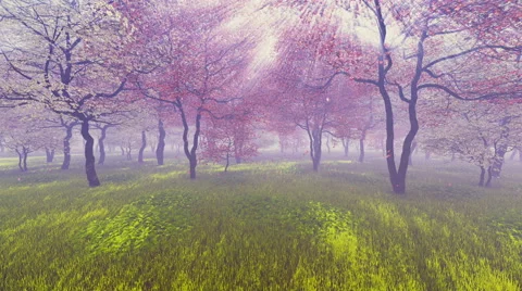 Cherry orchard in full bloom 4K Stock Footage 62891526