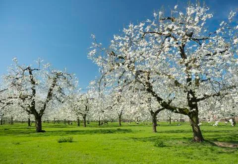 Cherry orchard in full bloom under blue spring sky with green grass in hollan Stock Photos