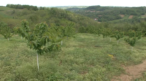 Cherry orchard on the hillside Vídeo Stock 39669718