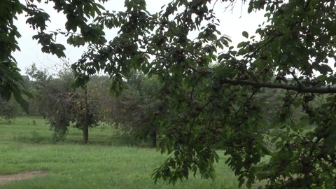 Cherry Orchard in Michigan Stock Footage 233652739