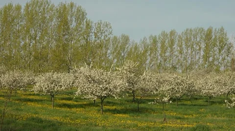 Cherry Orchard Pan Stock Footage 7746062