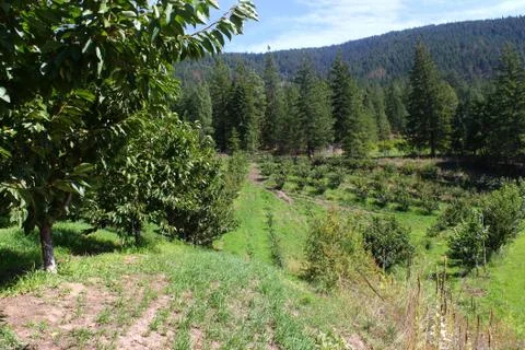 Cherry orchard Stock Photos