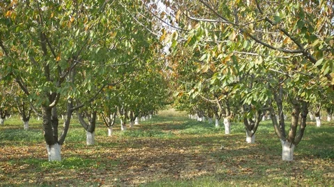 Cherry orchard, roots sprayed with lime to protect from autumn insects Stock Footage 118989040