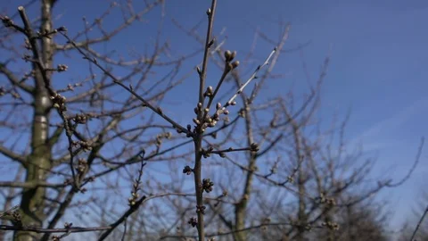 Cherry orchard in the spring before flowering, blue sky Stock Footage 107202498