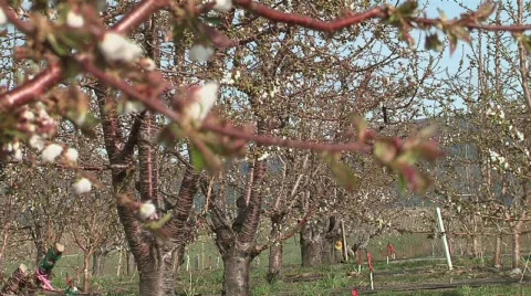 Cherry orchard in the spring Video stock 327975