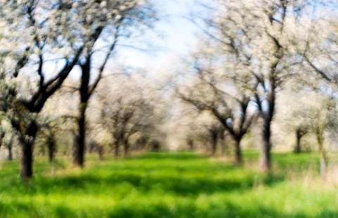 Cherry orchard in spring. Out of focus Stock Photos