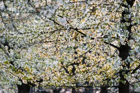 Cherry orchard in spring Stock Photos