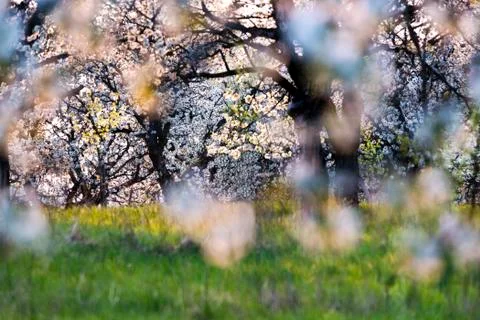 Cherry orchard in spring Foto stock