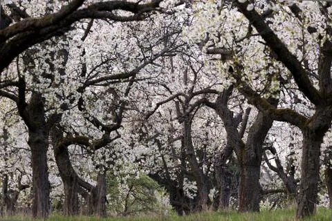 Cherry orchard in spring Stock Photos
