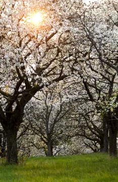 Cherry orchard in spring Stock Photos