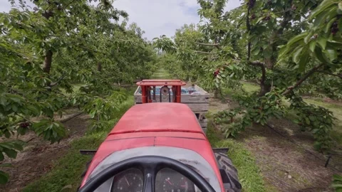 Cherry orchard tractor drive on sunny summer day, New Zealand. Stock Footage 341658091