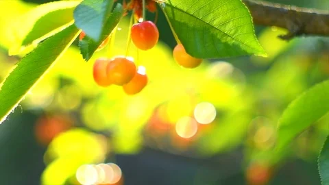 Cherry. Organic cherries hanging on tree. Ripe yellow cherries closeup Stock Footage 90743955
