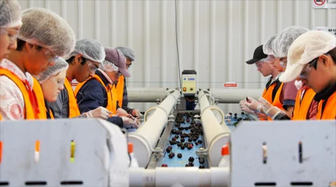 Cherry packers Stock Footage 34420199