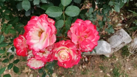 Cherry parfait rose Stock Footage 274650505