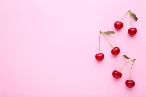 Cherry pattern. Flat lay of cherries on a pink background.Top view Stock Photos