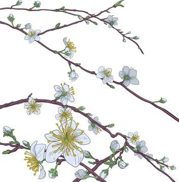 Cherry Peach Blossom Tree Flowers Stock Illustration