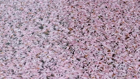 Cherry petals in the fountain. Stock Footage 243499747