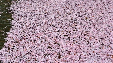 Cherry petals in the fountain. 動画素材 243499749