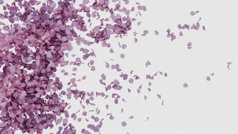 Cherry Petals Transition on Alpha Stock Footage 311572837