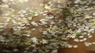 Cherry Petals On Water. Stock Footage