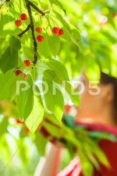 Cherry Stock Photos