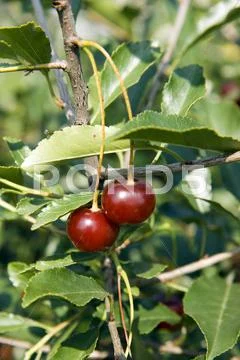 Cherry Stock Photos