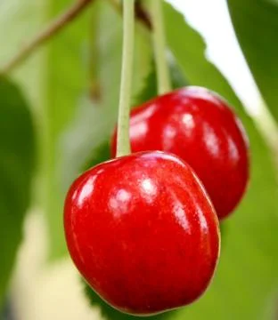 Cherry Stock Photos