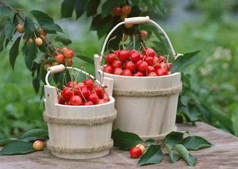 Cherry Stock Photos