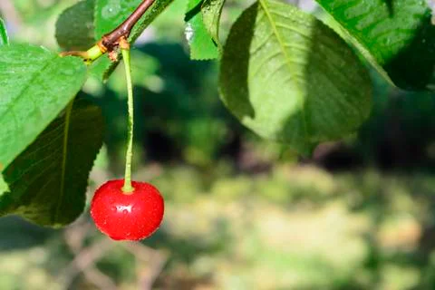 Cherry Stock Photos