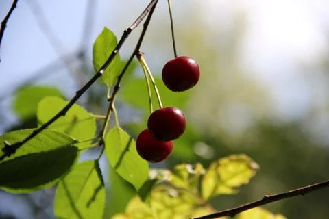 Cherry. Stock Photos