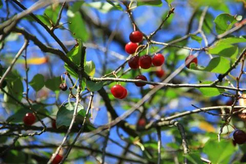 Cherry Stock Photos