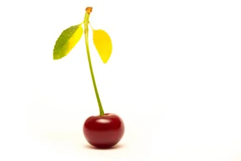 Cherry Foto stock
