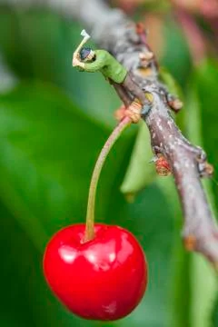 Cherry Stock Photos
