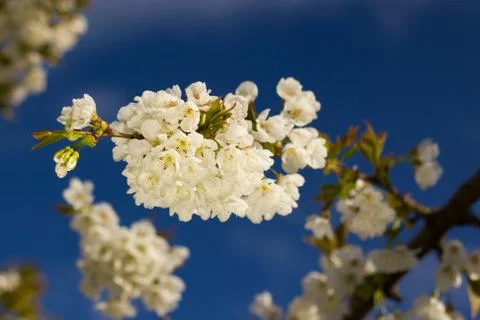 Cherry. Stock Photos