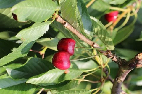 Cherry Stock Photos