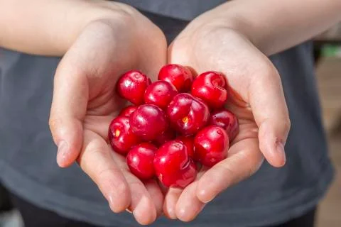Cherry Stock Photos