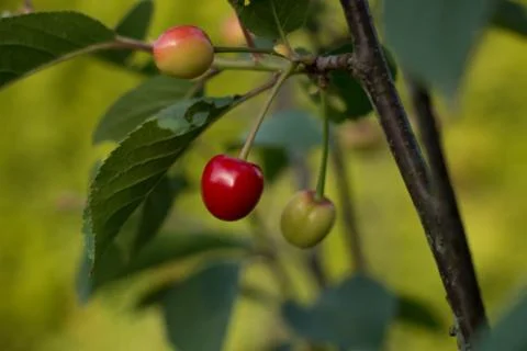 Cherry Stock Photos