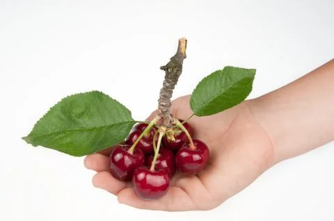 Cherry Stock Photos