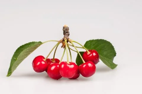 Cherry Stock Photos