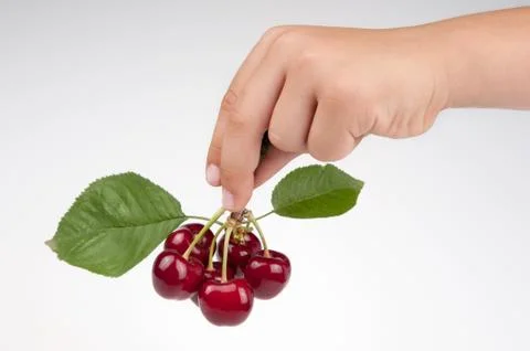 Cherry Stock Photos